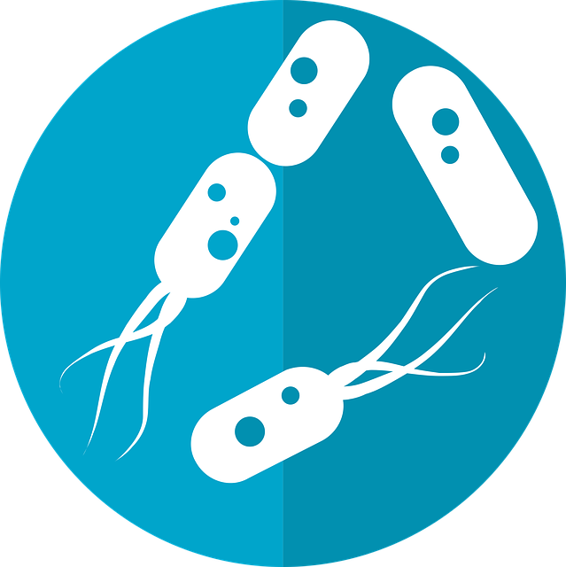 **Mikrobiom Jelitowy a Hipertrofia Mięśniowa: Czy Optymalizacja Flory Bakteryjnej Może Zwiększyć Przyrost Masy Mięśniowej?** - 7 2025