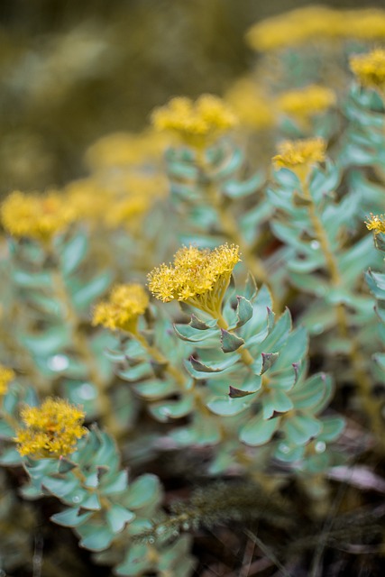 ** Adaptogeny w kiszonkach: Ashwagandha, Rhodiola, Gotu Kola – które wybrać i dlaczego?