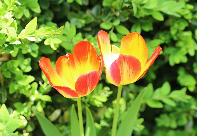 Fitoestrogeny w diecie menopauzalnej: naturalna pomoc czy mit?