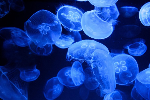Jak własnoręcznie skonstruowałem mikro-spektroskop do analizy bioluminescencyjnych organizmów głębinowych - 3 2025